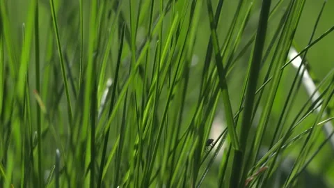 Fresh spring lawn grass. Stock Footage 186836362
