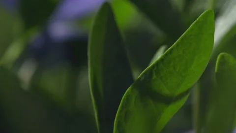 Fresh spring lawn grass. Video stock 186839290