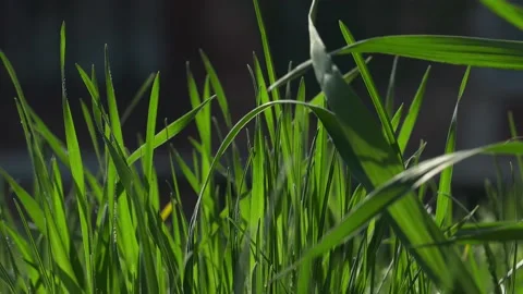 Fresh spring lawn grass. Video stock 186847743
