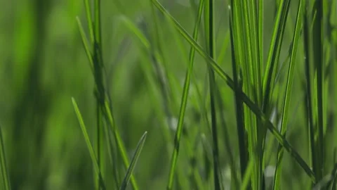 Fresh spring lawn grass. Video stock 186851966