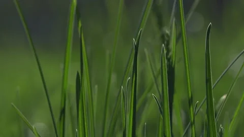 Fresh spring lawn grass. Video stock 186854489