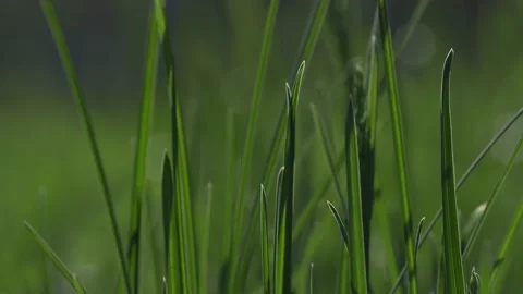 Fresh spring lawn grass. Stock Footage 186855637