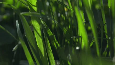 Fresh spring lawn grass. Stock Footage 186859009