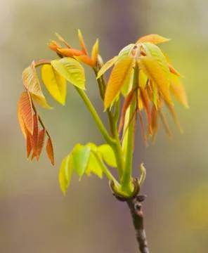 Fresh spring leafs Stock Photos