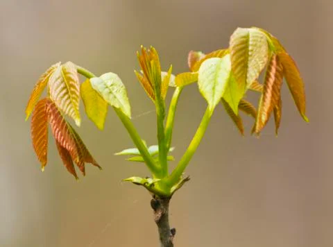 Fresh spring leafs Stock Photos