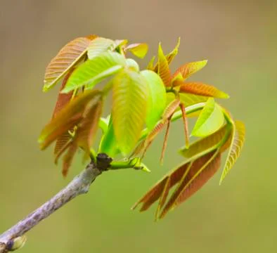 Fresh spring leafs Stock Photos