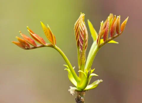 Fresh spring leafs Stock Photos