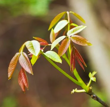 Fresh spring leafs Stock Photos