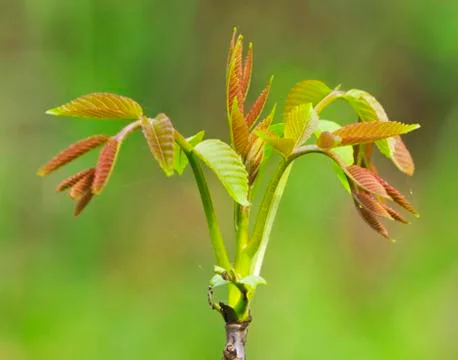 Fresh spring leafs Stock Photos