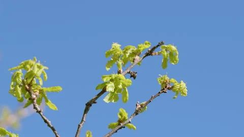 Fresh Spring Leaves Beautifully Set Against a Clear and Brilliant Blue Sky Above Stock Footage 308081183