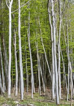 Fresh spring leaves on beech trees in german forest Foto stock