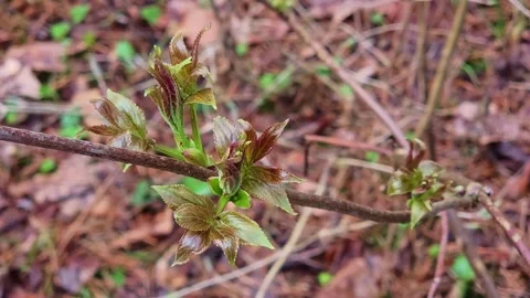 Fresh Spring Leaves on Branch Close Up Stock Footage 332307321