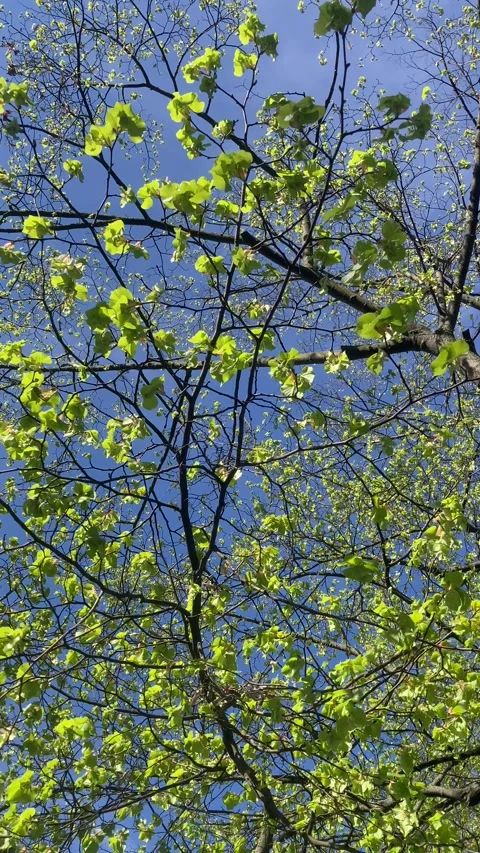 Fresh Spring Leaves on Branches against Blue Sky Stock Footage 336343842