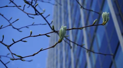 Fresh spring leaves in a city Stock Footage 50211123