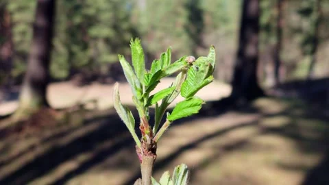 Fresh Spring Leaves In Forest Stock Footage 333588812