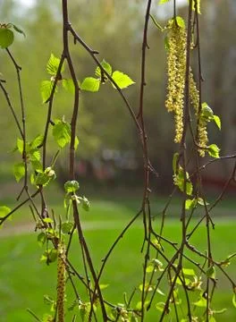 Fresh spring leaves pattern Stock Photos
