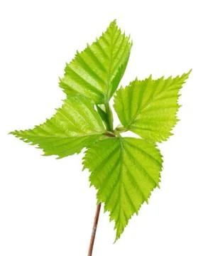Fresh spring leaves Stock Photos
