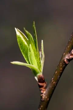 Fresh spring leaves Stock Photos