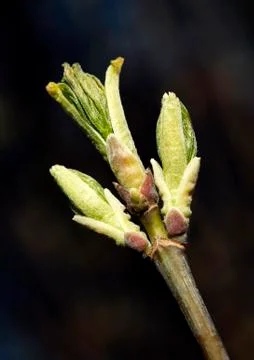 Fresh spring leaves Stock Photos