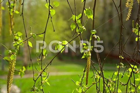 Fresh spring leaves Stock Photos