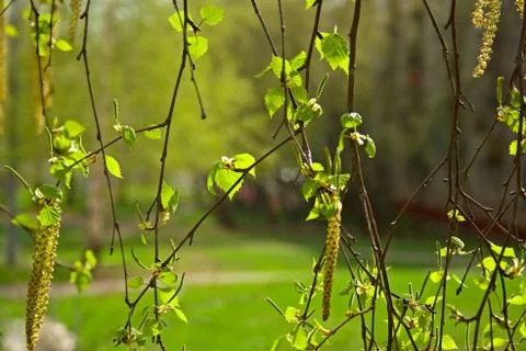 Fresh spring leaves Stock Photos