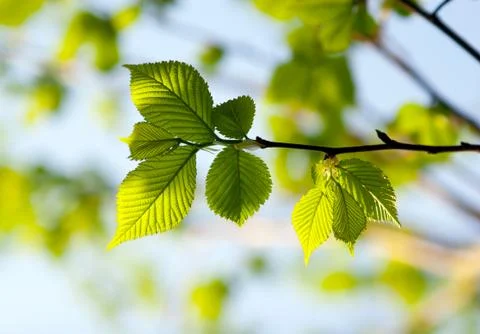 Fresh spring leaves Stock Photos