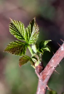 Fresh spring leaves Stock Photos