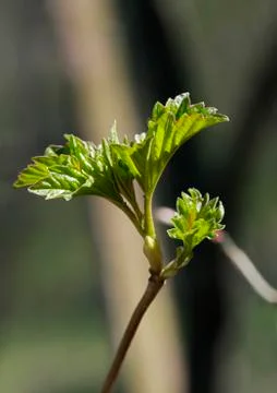 Fresh spring leaves Stock Photos