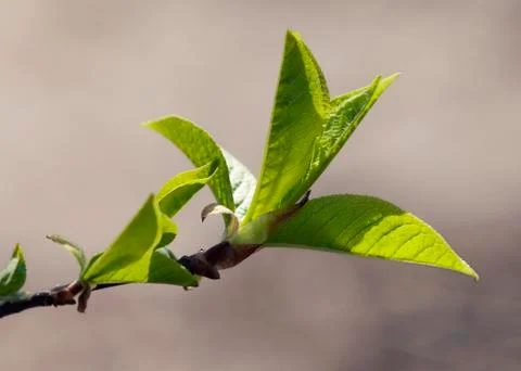 Fresh spring leaves Stock Photos