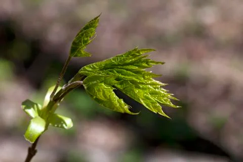 Fresh spring leaves Stock Photos