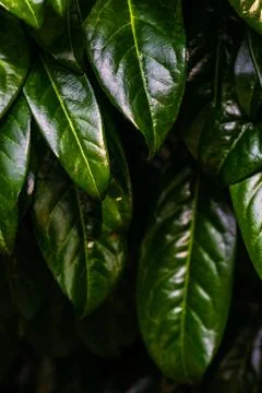 Fresh spring leaves Stock Photos