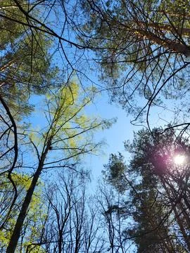 Fresh Spring Leaves on Tree Branches Stock Photos
