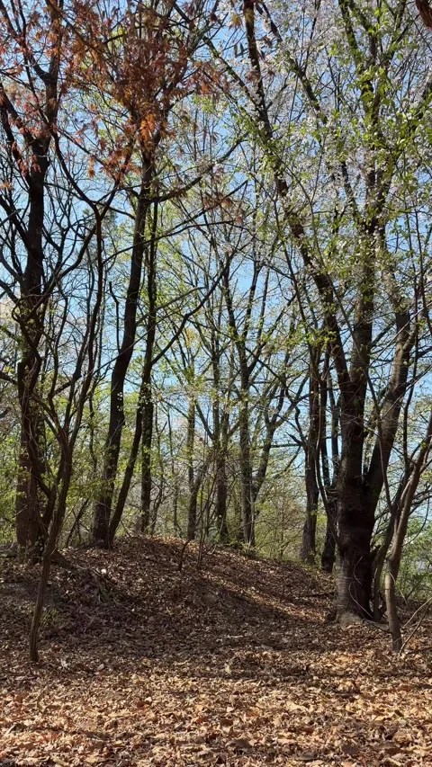 Fresh Spring Leaves on Trees in Peaceful Forest Woodland Stockbeeldmateriaal 337557613