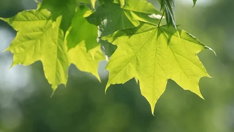 Fresh spring maple leaves swaying in the wind Vidéo 103688765