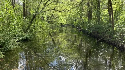 Fresh Spring Nature Reflected on Water Surface in Amsterdamse Bos 스톡 동영상 334150027
