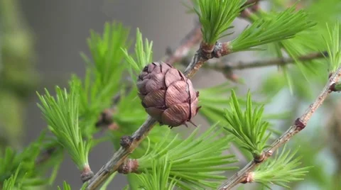 Fresh Spring New Pine Leaf Growth with Winter Cone Stock-Footage 50337462
