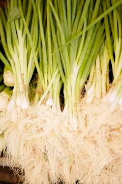 Fresh spring onions Stock Photos