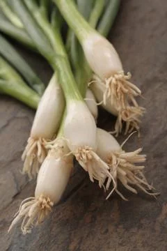 Fresh spring onions Stock Photos