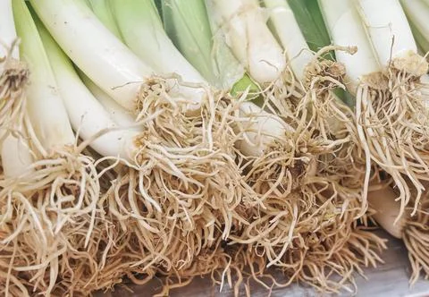 Fresh Spring Onions with Root Ends Close-Up Macro Food Ingredient Background 写真素材