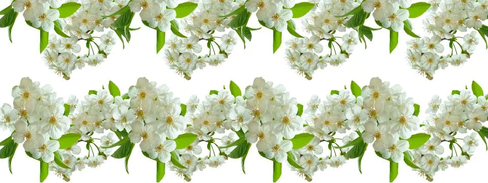 Fresh spring pattern of fruit tree branches with white flowers Stock Illustration