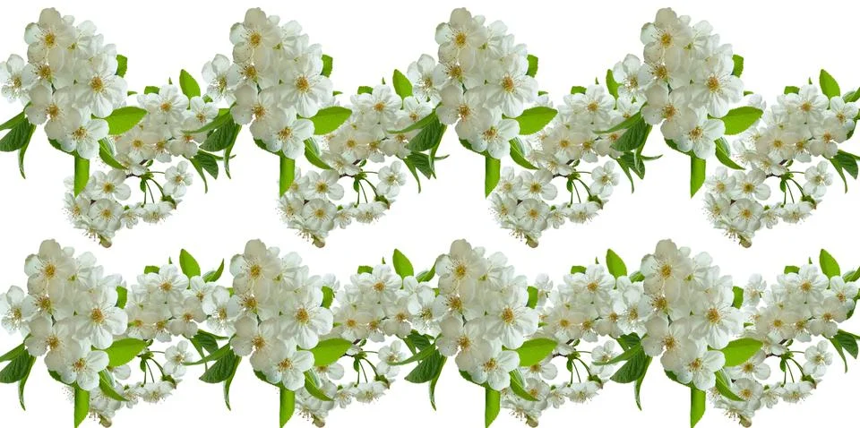 Fresh spring pattern of fruit tree branches with white flowers Stock Photos
