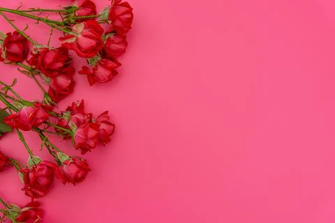 Fresh spring plants on bright backdrop Stock Photos
