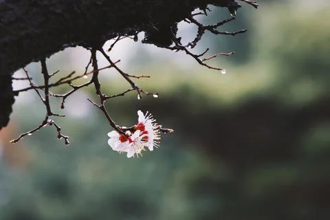 Fresh spring plum blossoms, spring rain and raindrops on the branches Stock-Fotos