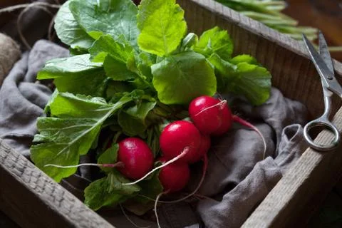 Fresh spring radish roots bunch natural vegetables in rustic style Stock Photos