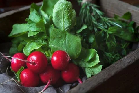 Fresh spring radish vegetables bunch natural vegetarian food, rustic style Stock Photos
