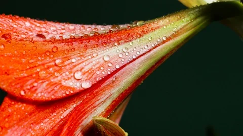 Fresh Spring Rain Drop Flower Macro Close Up Stock-Footage 86552812