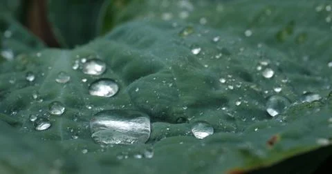 Fresh spring rain drops  写真素材