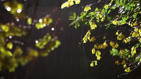Fresh spring rain falling on forsythia flowers and rain sound ASMR Video stock 330929504