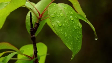 Fresh spring rainfall on pear plant leaves and petals Stock Footage 340348830