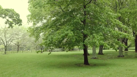Fresh Spring rains in the park 動画素材 221025645